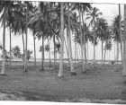 Coconut Trees next to the swimming pool Seletar